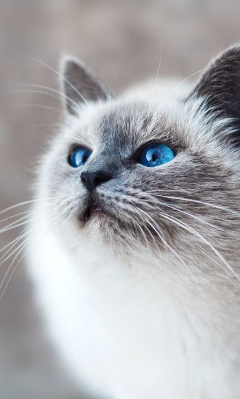 cat, blue eyes, look Wallpaper 1200x2000