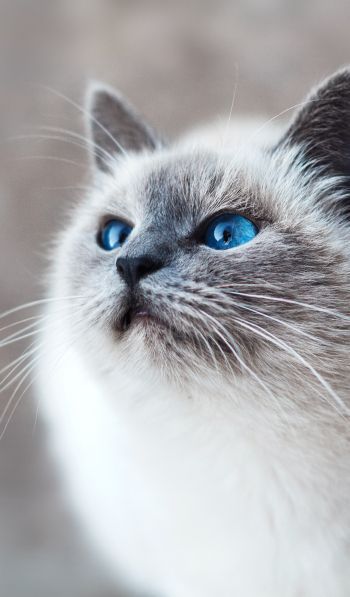 Обои 600x1024 кошка, голубые глаза, взгляд