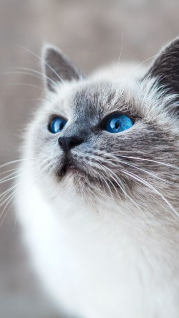 Обои 640x1136 кошка, голубые глаза, взгляд