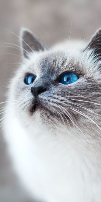 Обои 720x1440 кошка, голубые глаза, взгляд