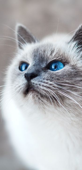 Обои 1440x2960 кошка, голубые глаза, взгляд