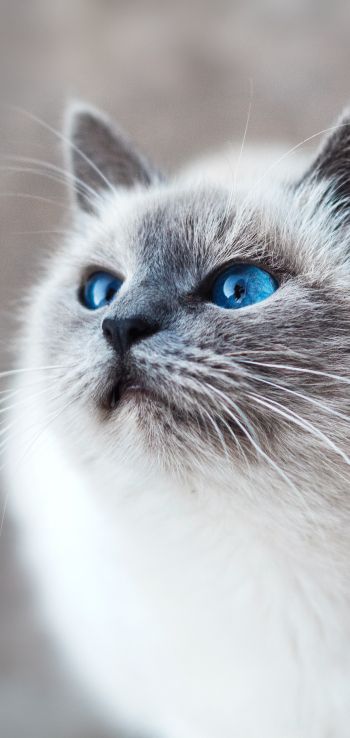 Обои 1440x3040 кошка, голубые глаза, взгляд