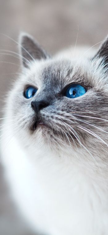 Обои 1125x2436 кошка, голубые глаза, взгляд
