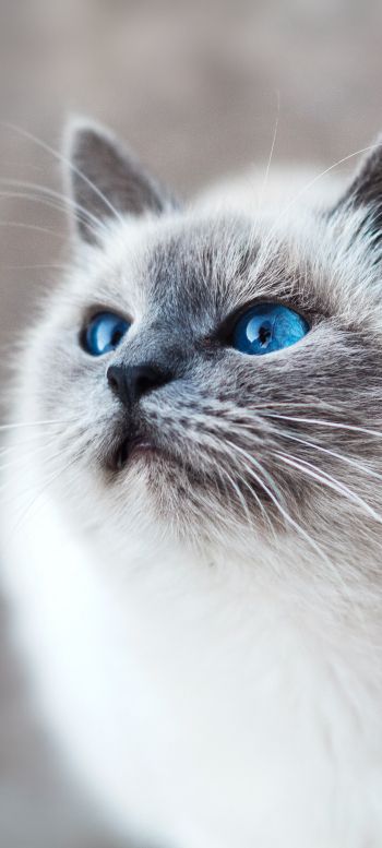Обои 1440x3200 кошка, голубые глаза, взгляд