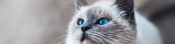 Обои 1590x400 кошка, голубые глаза, взгляд