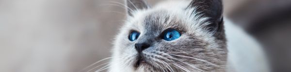 Обои 1590x400 кошка, голубые глаза, взгляд