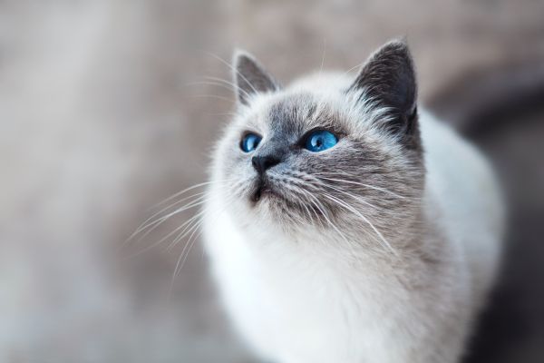 cat, blue eyes, look Wallpaper 5184x3456