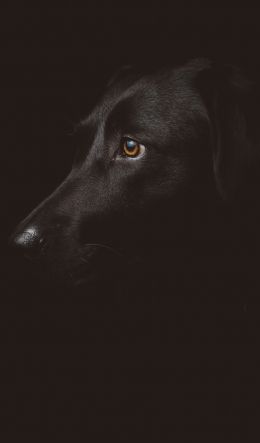 labrador, black, dog Wallpaper 600x1024