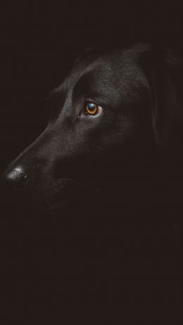 labrador, black, dog Wallpaper 2160x3840