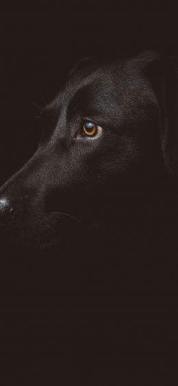 labrador, black, dog Wallpaper 1080x2340
