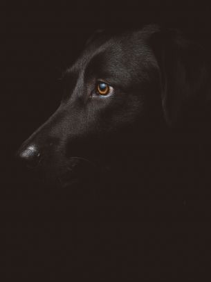 Обои 1668x2224 лабрадор, черный, собака