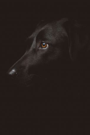 labrador, black, dog Wallpaper 3987x5980