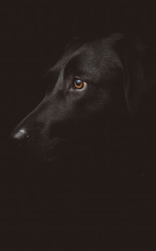 labrador, black, dog Wallpaper 1200x1920