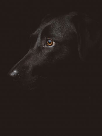 Обои 1668x2224 лабрадор, черный, собака