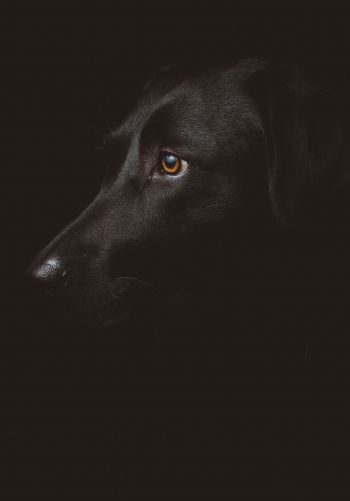 Обои 1668x2388 лабрадор, черный, собака