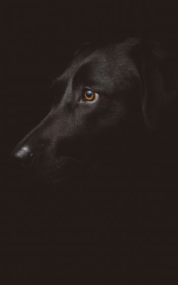 labrador, black, dog Wallpaper 1752x2800