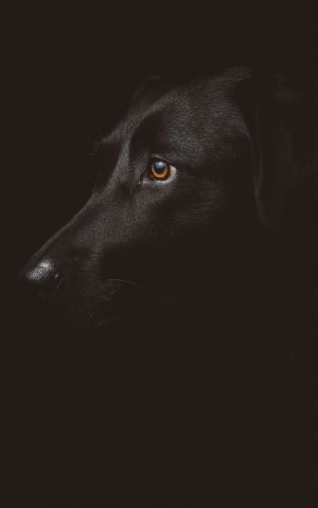 labrador, black, dog Wallpaper 1600x2560