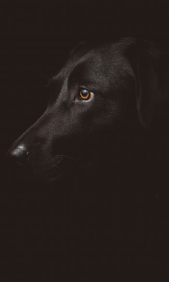 labrador, black, dog Wallpaper 1200x2000