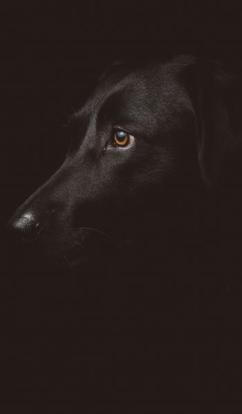 labrador, black, dog Wallpaper 600x1024