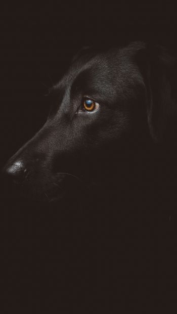 Обои 640x1136 лабрадор, черный, собака