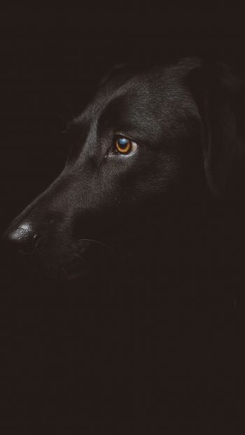 labrador, black, dog Wallpaper 750x1334