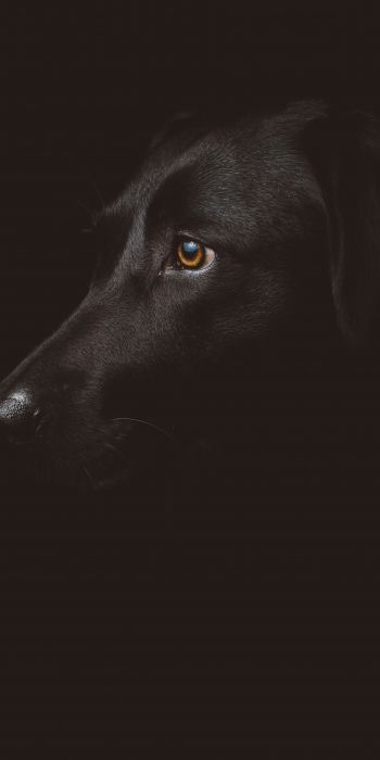 labrador, black, dog Wallpaper 720x1440