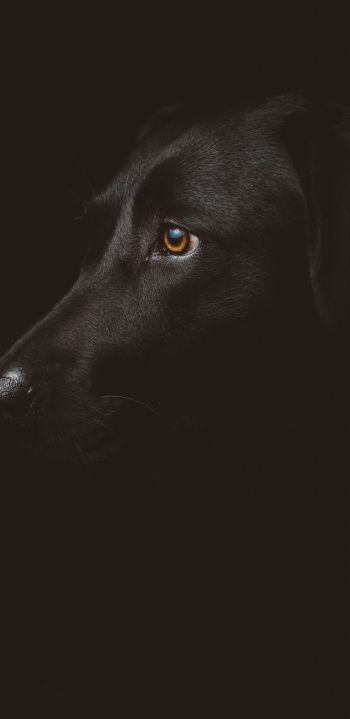 labrador, black, dog Wallpaper 1080x2220