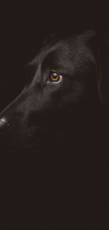 labrador, black, dog Wallpaper 1440x3040