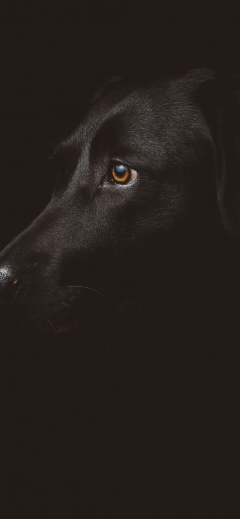labrador, black, dog Wallpaper 1284x2778