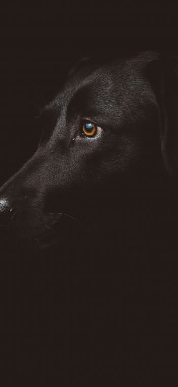 labrador, black, dog Wallpaper 1080x2340