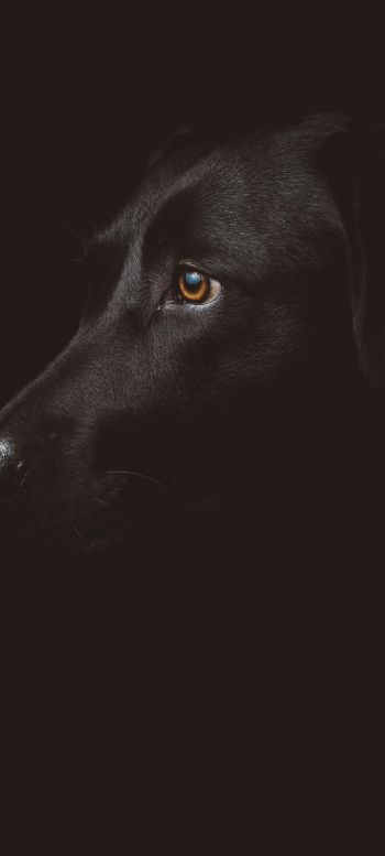 labrador, black, dog Wallpaper 1440x3200