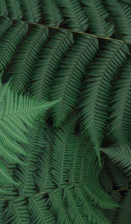 fern, leaves, green Wallpaper 600x1024
