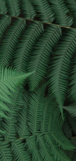 fern, leaves, green Wallpaper 720x1520