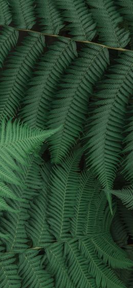 fern, leaves, green Wallpaper 828x1792