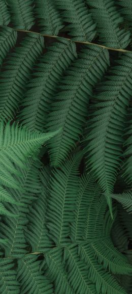 fern, leaves, green Wallpaper 1080x2400
