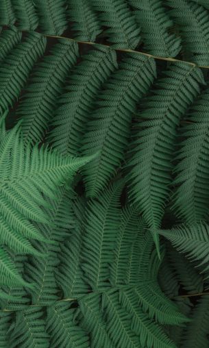 fern, leaves, green Wallpaper 1200x2000