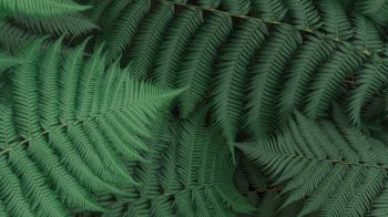 fern, leaves, green Wallpaper 1366x768