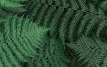 fern, leaves, green Wallpaper 1920x1200