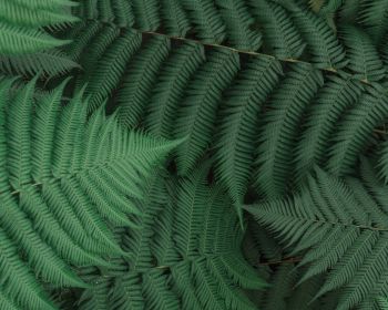 fern, leaves, green Wallpaper 1280x1024