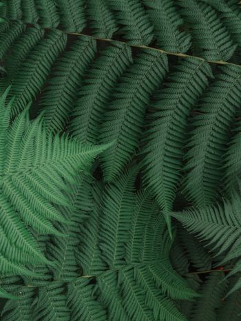 fern, leaves, green Wallpaper 1668x2224