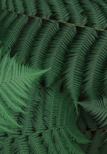 fern, leaves, green Wallpaper 1668x2388