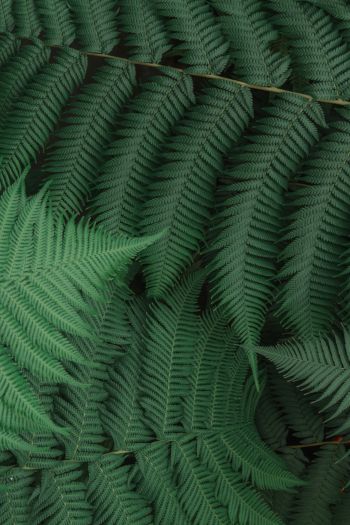 fern, leaves, green Wallpaper 640x960