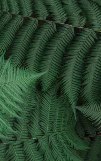fern, leaves, green Wallpaper 800x1280