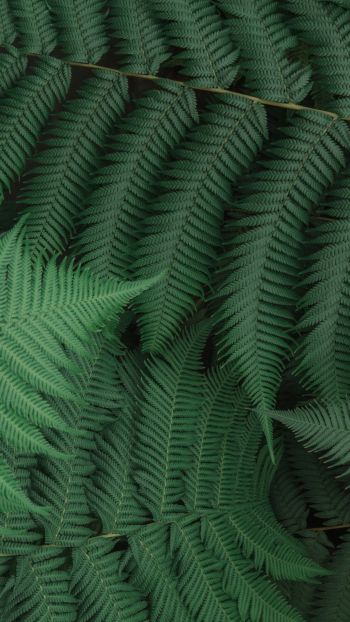 fern, leaves, green Wallpaper 1440x2560