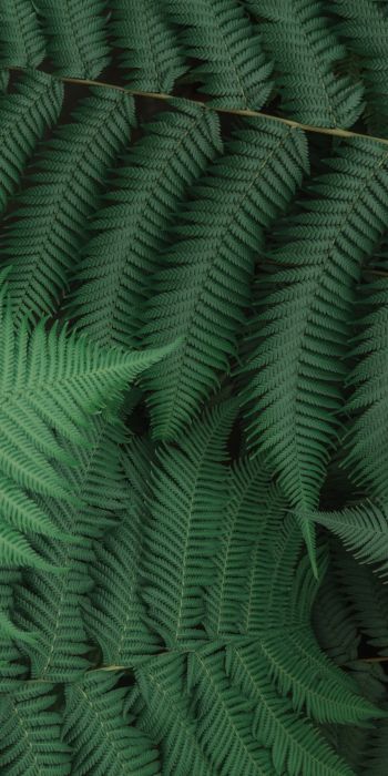 fern, leaves, green Wallpaper 720x1440