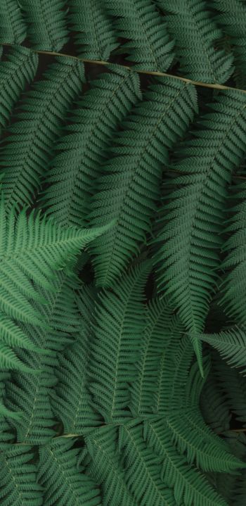 fern, leaves, green Wallpaper 1440x2960
