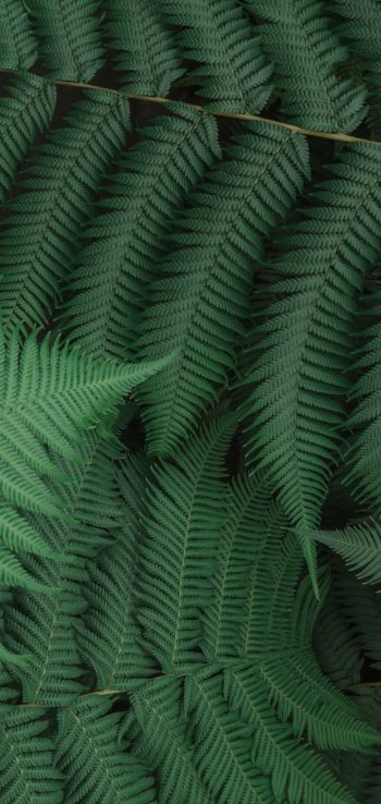 fern, leaves, green Wallpaper 1440x3040