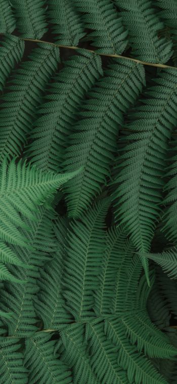fern, leaves, green Wallpaper 1125x2436