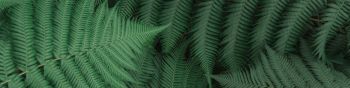 fern, leaves, green Wallpaper 1590x400