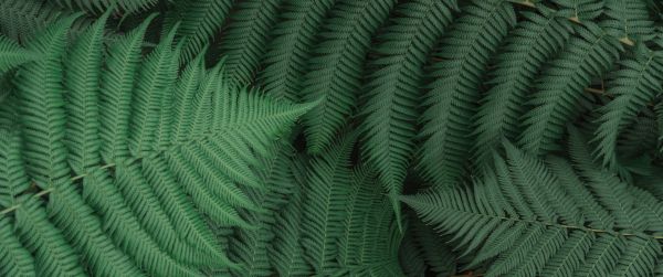 fern, leaves, green Wallpaper 3440x1440